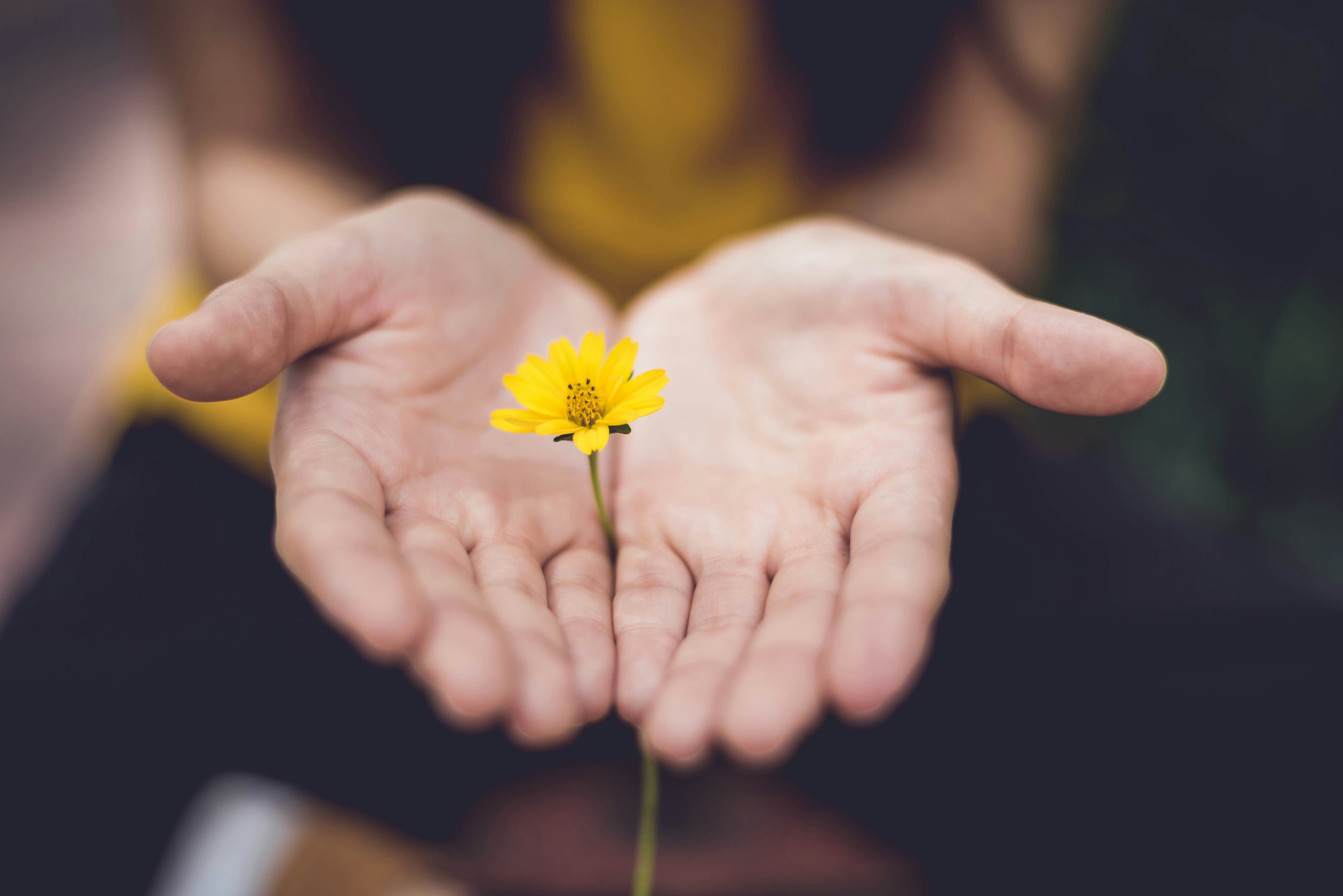 Hände halten eine gelbe Blume